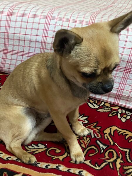Pui Chihuahua
