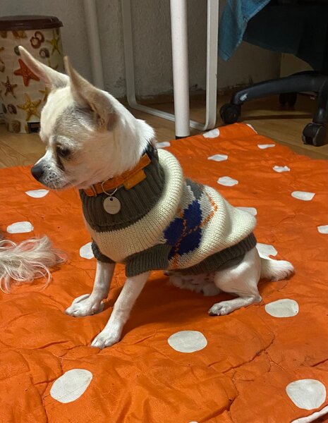 Pui Chihuahua