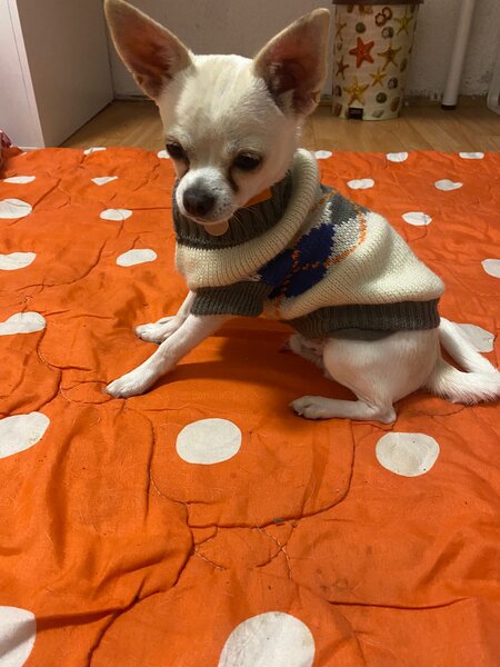 Pui Chihuahua