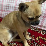 Pui Chihuahua